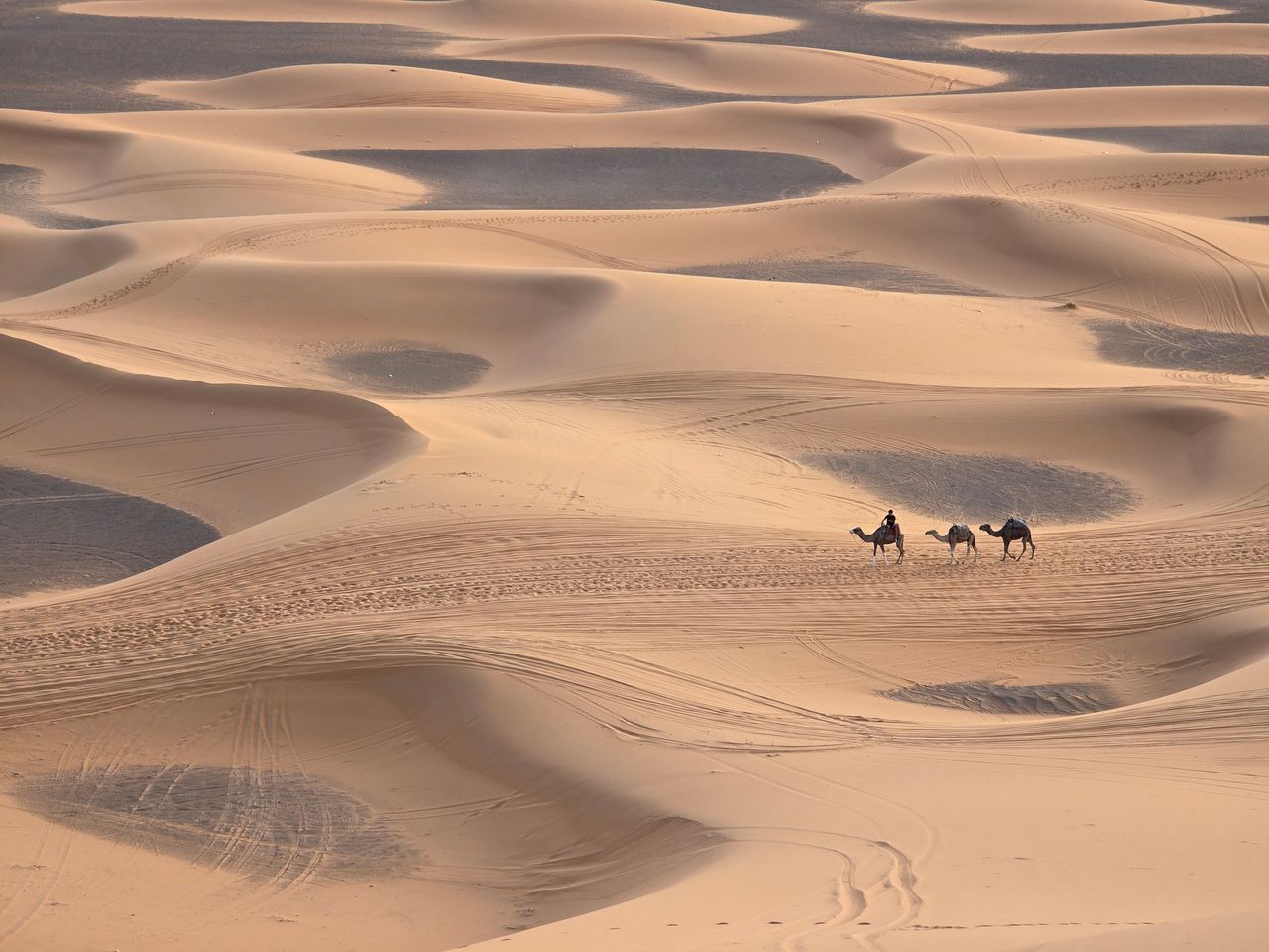 Camel caravan traversing golden sand dunes in a vast desert, evoking adventure and serenity.