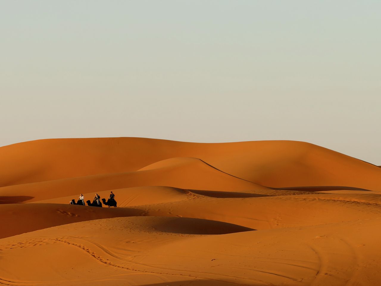 Camels and riders crossing the dunes of the Moroccan desert