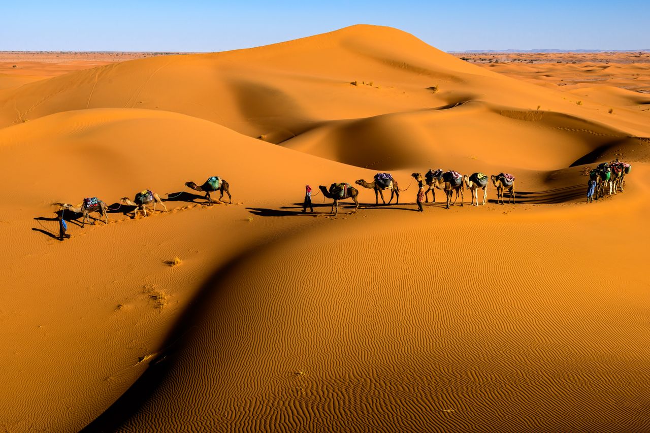 Camel caravan crossing dunes near Zagora