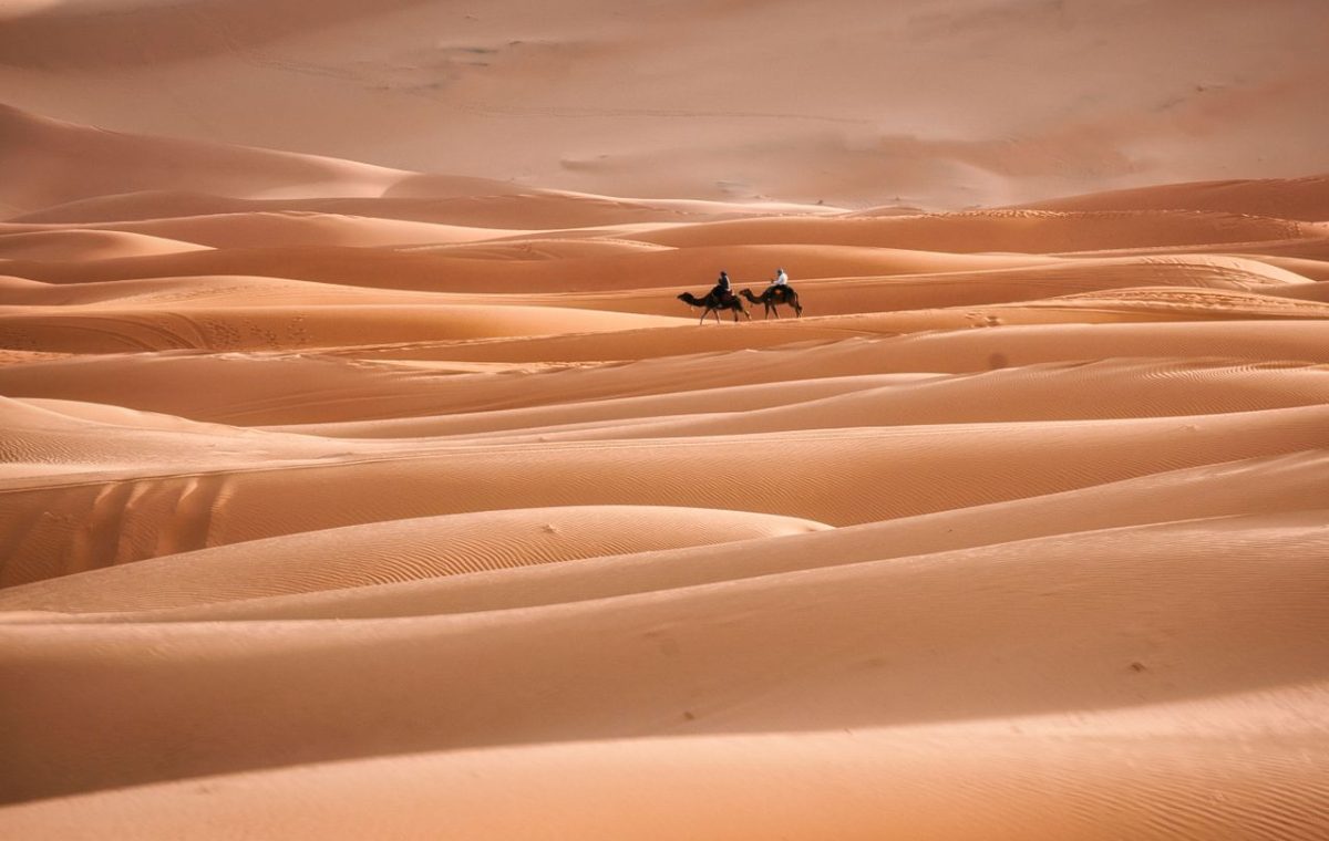 Two camels crossing the Sahara dunes at dusk