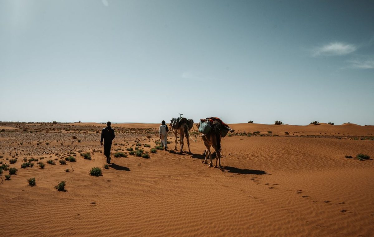 Two men leading camels through the Sahara