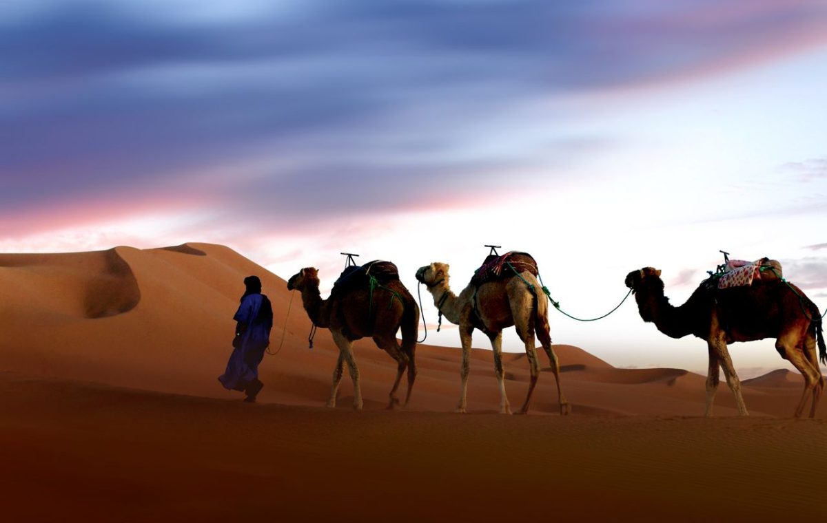 Camel caravan at sunset in the dunes of Merzouga