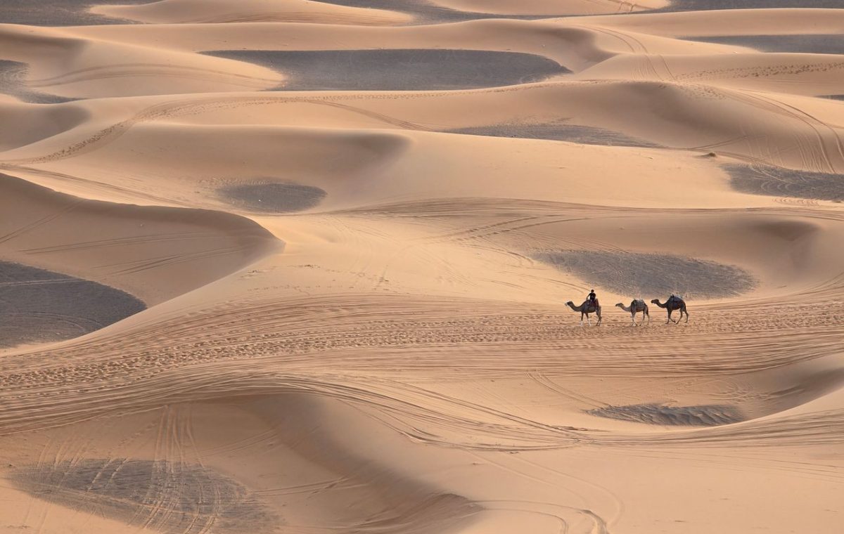 Camel caravan on golden sand dunes
