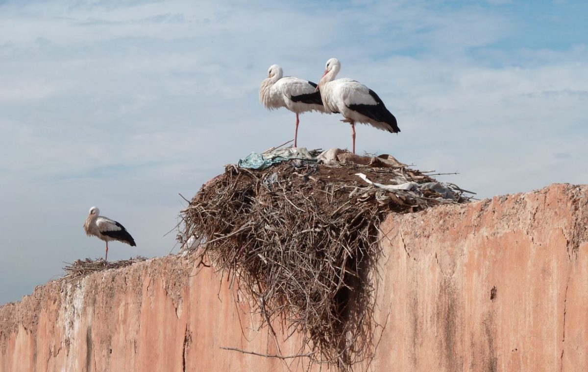 White storks on a nest on the walls of Marrakech