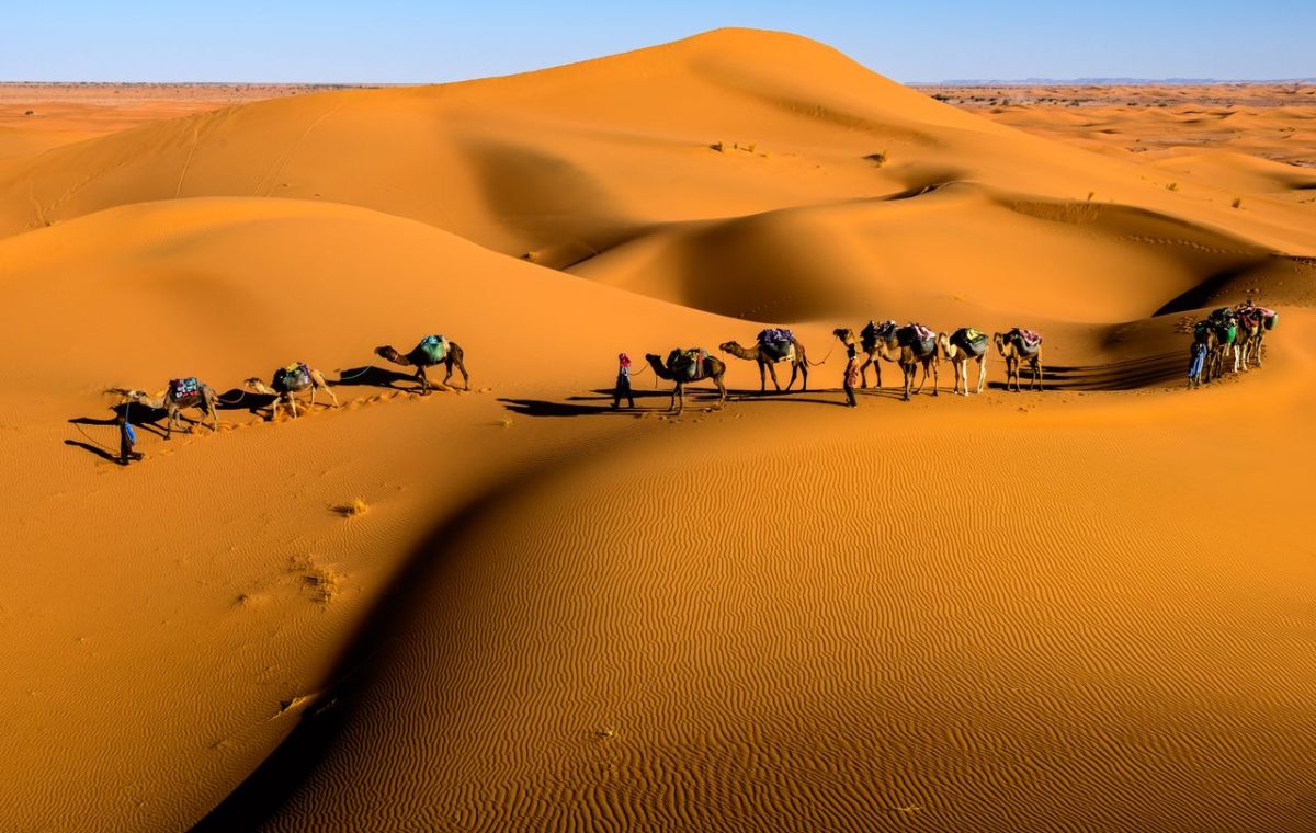 Camel caravan crossing dunes near Zagora